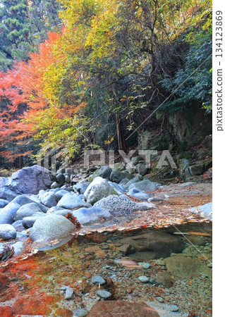 【愛媛郡】二淵川的秋葉 134123869