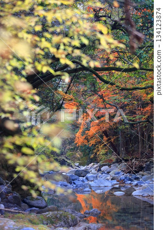 [Ehime Prefecture] Autumn leaves at Nibukawa Valley 134123874