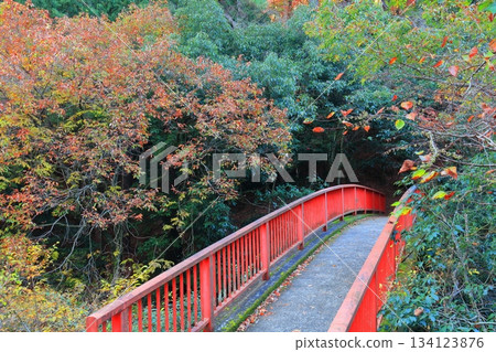 【愛媛郡】二淵川的秋葉 134123876