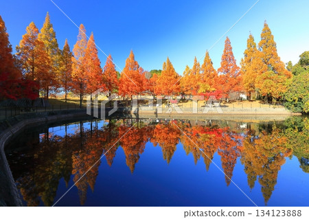 [Ehime Prefecture] Metasequoia at Fujiyama Health and Culture Park 134123888