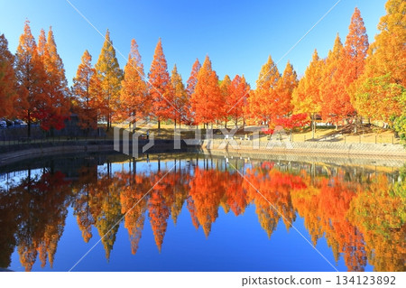 [Ehime Prefecture] Metasequoia at Fujiyama Health and Culture Park 134123892