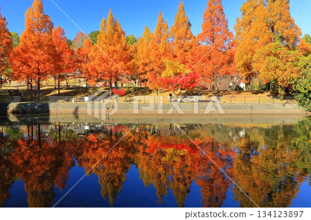 【愛媛郡】富士山健康文化公園的水杉 134123897