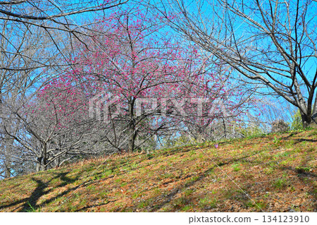 Winter cherry blossoms, Shiroyama Park, Okegawa City 134123910