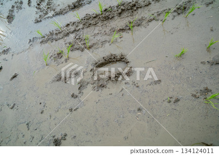 稻田裡有腳印 134124011