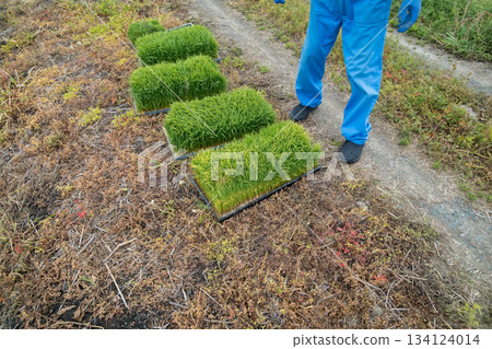 rice planting, paddy, rice crop 134124014