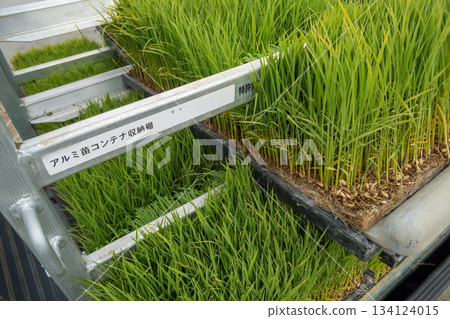 輕虎提苗箱 134124015