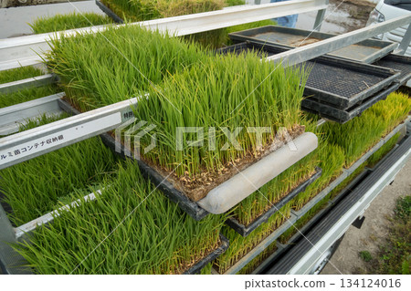 輕虎提苗箱 134124016