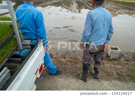 水稻種植 水稻 男人 134124017