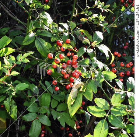 Fruit of Neubara 134124161