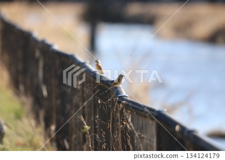 Bunting perched on the fence Bunting perched on the fence 134124179