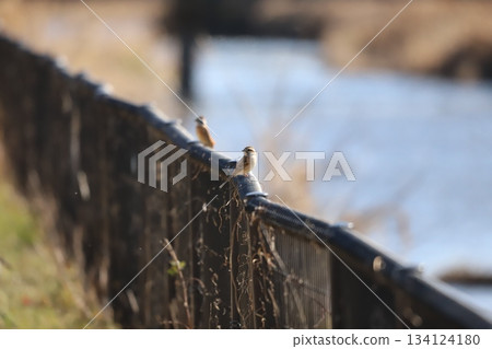 Bunting perched on the fence Bunting perched on the fence 134124180