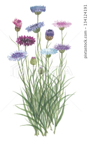 Cornflower painted in watercolor Cornflower painted in watercolor 134124191