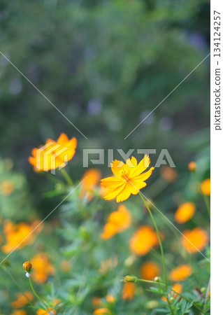 Orange swaying cosmos 134124257