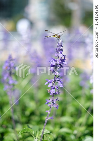 Dragonfly sticking to lavender Dragonfly sticking to lavender 134124260