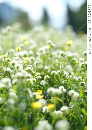 白三葉草蔓延開來 白三葉草蔓延開來 134124261