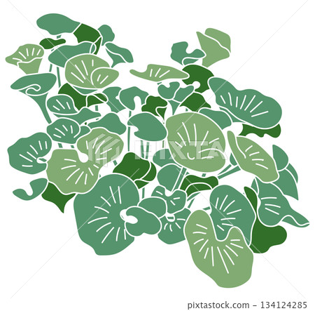 植物 植物學 植物的 134124285