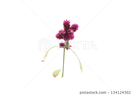 Globetrotter flower, white background Globetrotter flower, white background 134124302