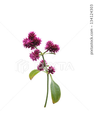 Globetrotter flower, white background 134124303