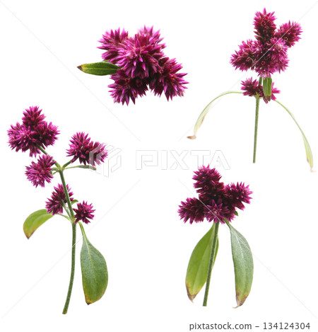 Globetrotter flower, white background 134124304