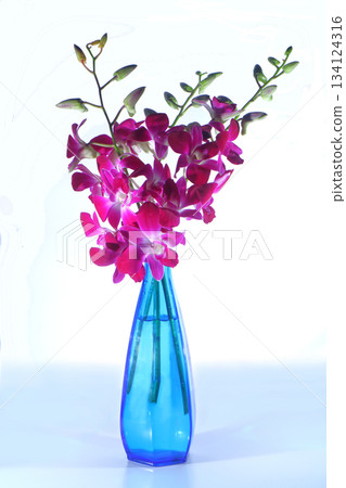 花瓶裡的藍色石斛蘭蝴蝶蘭 134124316
