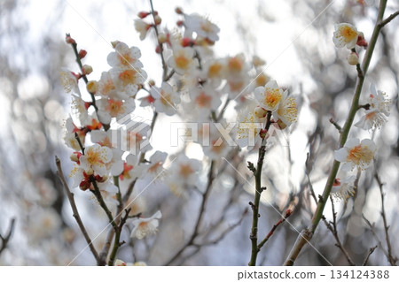 Plum blossoms telling the arrival of spring Plum blossoms telling the arrival of spring 134124388