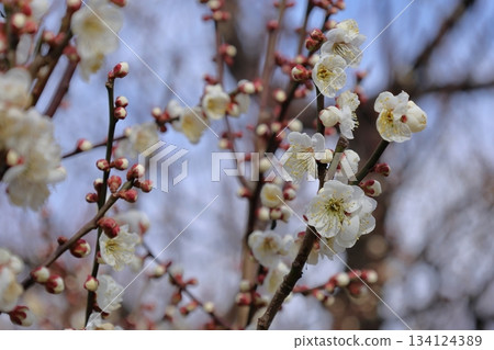 white plum blossom white plum blossom 134124389
