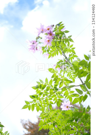 Dahlia that shines in the blue sky 134124460