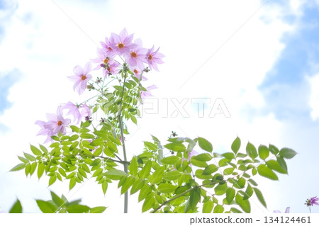 Looking up, dahlias Looking up, dahlias 134124461
