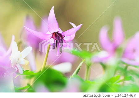 Katakuri花 134124467