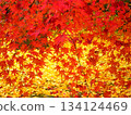 Red and yellow autumn leaves 134124469