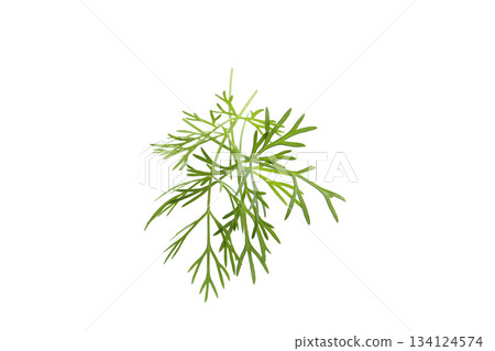 Dill, white background Dill, white background 134124574