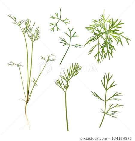 Dill, white background Dill, white background 134124575