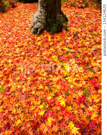 Momiji's carpet Momiji's carpet 134124620