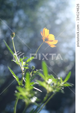 取暖的波斯菊在陽光下 取暖的波斯菊在陽光下 134124626
