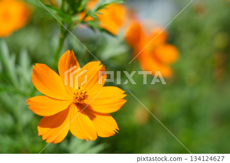 Vivid orange cosmos Vivid orange cosmos 134124627