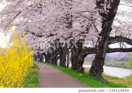 櫻花樹環繞的散步道 134124649