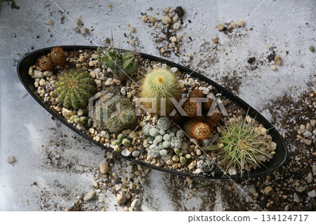 如何種植仙人掌 134124717