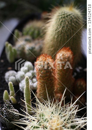 How to make a cactus planting How to make a cactus planting 134124718