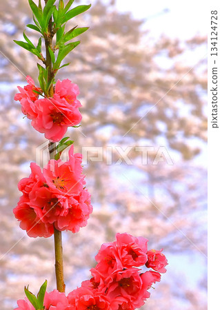 Red flower peach with cherry blossom background Red flower peach with cherry blossom background 134124728