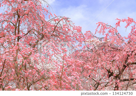 Pink weeping cherry tree that shines in the blue sky Pink weeping cherry tree that shines in the blue sky 134124730