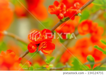 美麗的紅色日本木瓜花盛開了。 美麗的紅色日本木瓜花盛開了。 134124731