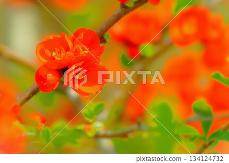 美麗的紅色日本木瓜花盛開了。 美麗的紅色日本木瓜花盛開了。 134124732