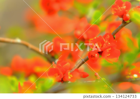 美麗的紅色日本木瓜花盛開了。 美麗的紅色日本木瓜花盛開了。 134124733