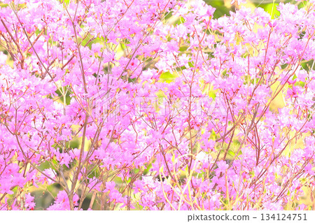 杜鵑花背景素材 杜鵑花背景素材 134124751
