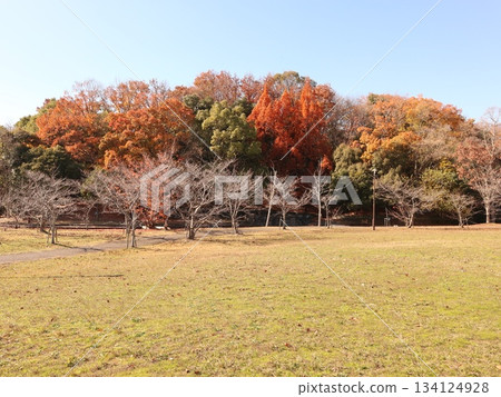 Seishin Central Park, Nishi Ward, Kobe City, Winter 134124928