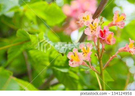 Pink flowers of a horse chestnut tree 134124958