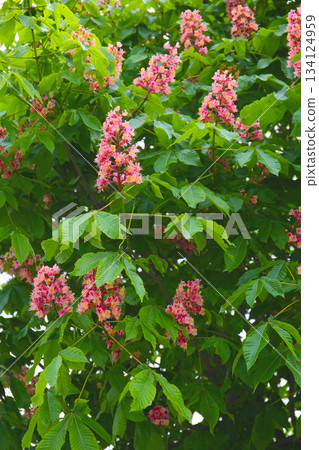 Pink flowers of a horse chestnut tree Pink flowers of a horse chestnut tree 134124959
