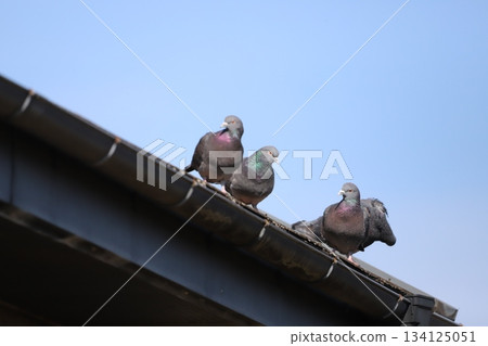 Rock pigeon resting on the roof Rock pigeon resting on the roof 134125051