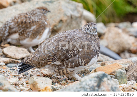 在岩石和草叢之間，可以看到一隻準備過冬的岩雷鳥的腳。 134125080