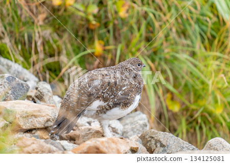 The feet of a winter-ready rock ptarmigan can be seen between the rocks and grass. The feet of a winter-ready rock ptarmigan can be seen between the rocks and grass. 134125081